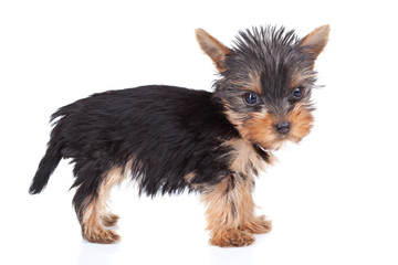 standing yorkie toy