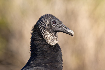Black Vulture (Coragyps atratus)