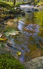 river with fall leaves