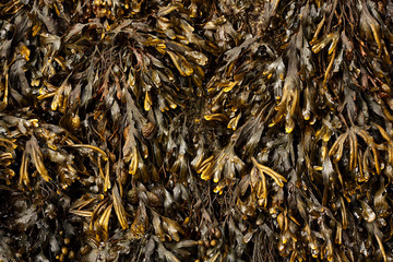 Sea weed