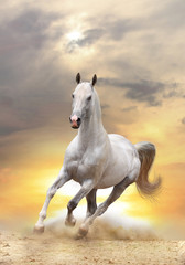 cheval blanc au coucher du soleil