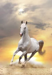 Crédence en verre imprimé Chevaux cheval blanc au coucher du soleil