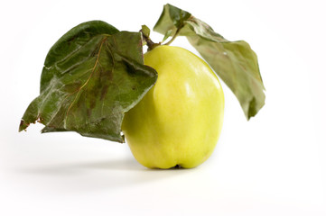 cotogna mela