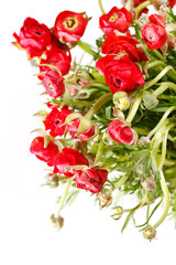 red Ranunculus