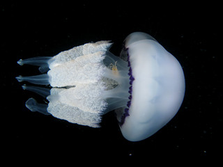 "Rhizostoma Pulmo" Jellyfish