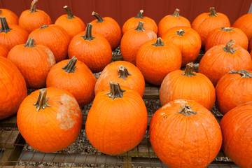 Pumpkins at the farmer market.