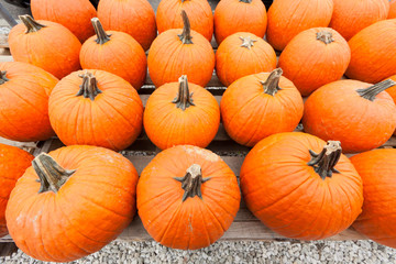 Pumpkins at the farmer market.