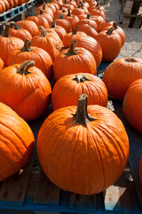 Pumpkins at the farmer market.