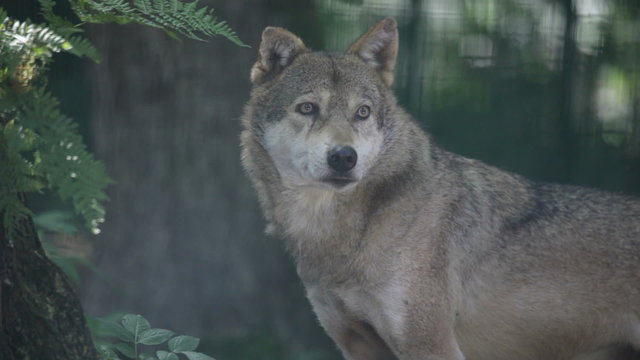 wolf