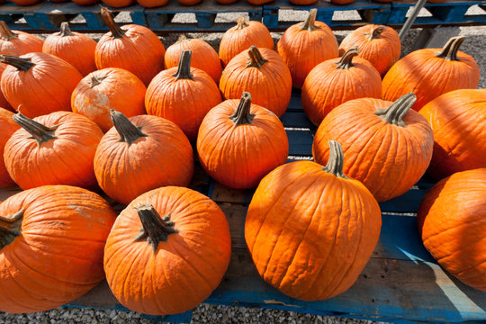 Pumpkins at the farmer market.