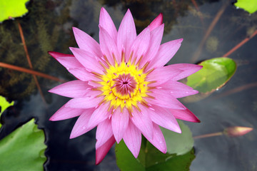 pink  lotus blooming at pond