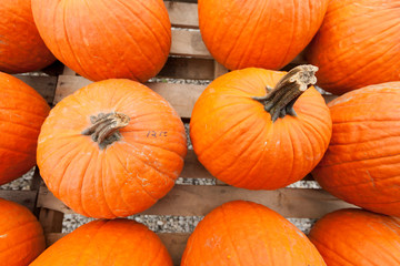 Pumpkins at the farmer market.