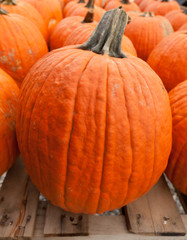 Pumpkins at the farmer market.