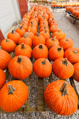 Pumpkins at the farmer market.