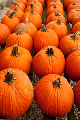 Pumpkins at the farmer market.