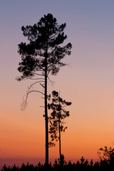 Obraz na płótnie Canvas Sunset behind trees