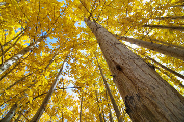 Obraz premium Fall Aspen Trees