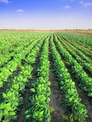 Fototapeta na wymiar Cabbage field