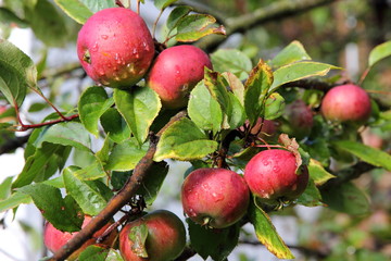 Früchte an einem Apfelbaum