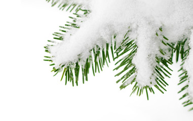 schnee auf tannenzweig