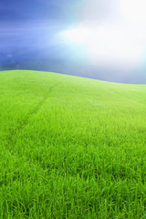 Fototapeta na wymiar Green rice farm and blue sky