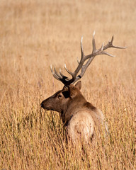 Bull Elk