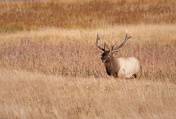 Bull Elk