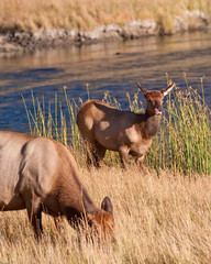 Calf elk