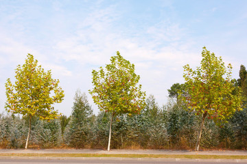 Obraz premium Autumn Three Trees