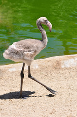 Juvenille Flamingo