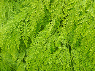 Fern foliage