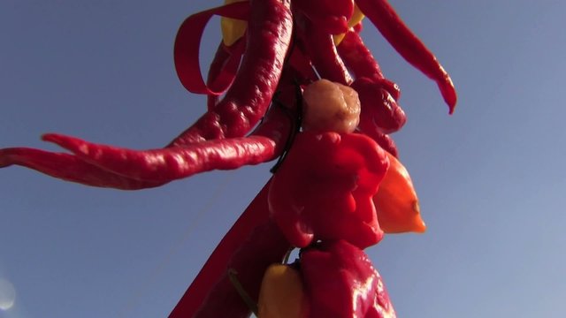 peperone peperoncino rosso