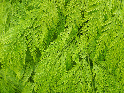 Fototapeta Fern foliage