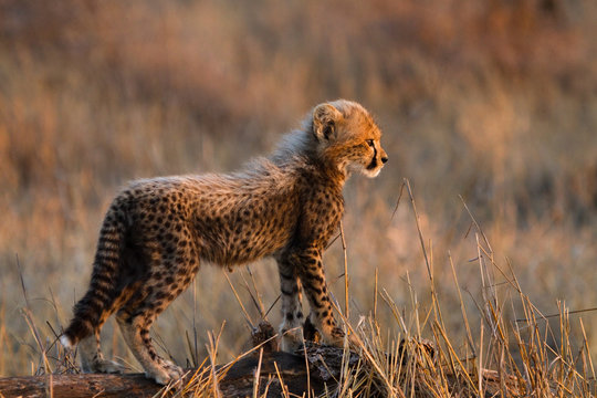 Young cheetah cub
