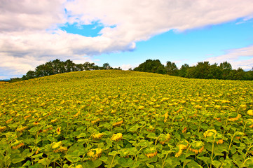 Fototapeta na wymiar Sunflower