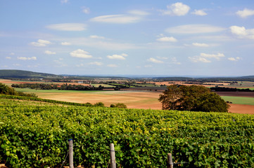Vue sur les vignes du Sancerrois