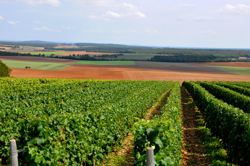 Vue sur les vignes du Sancerrois