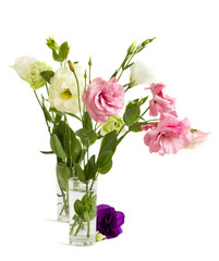 Fototapeta premium eustoma flowers isolated on white background