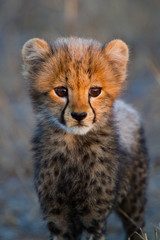 Fototapeta na wymiar Cheetah cub portret