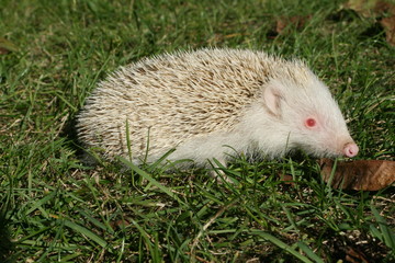 Braunbrustigel Albino