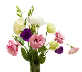 eustoma flowers isolated on white background