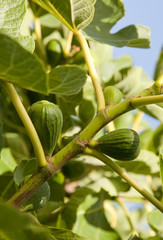 Early season figs in fig tree