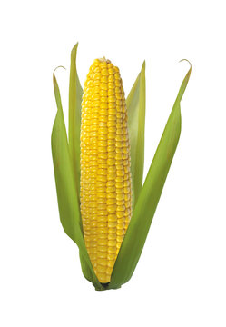 Tasty sweet corn isolated on white background