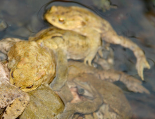 lots of common toads
