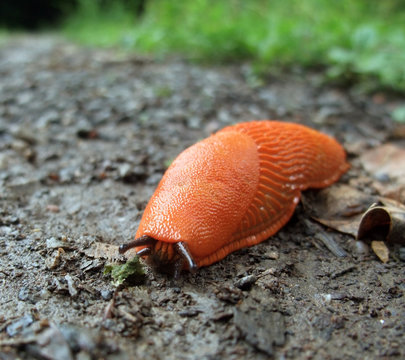 red slug on the ground