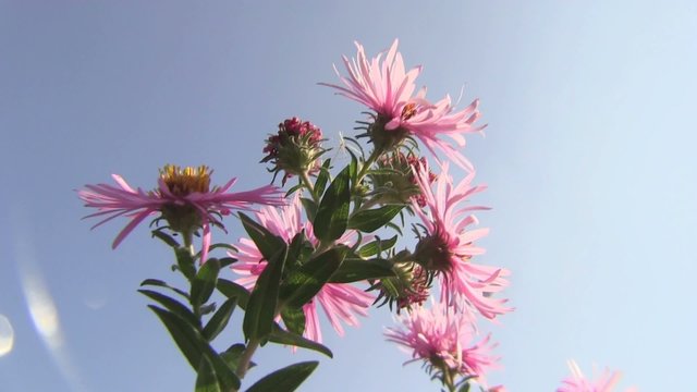 margherite cielo