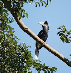 Silvery-cheeked Hornbill in Uganda