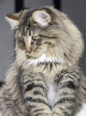 Norwegian Forest Cat portrait