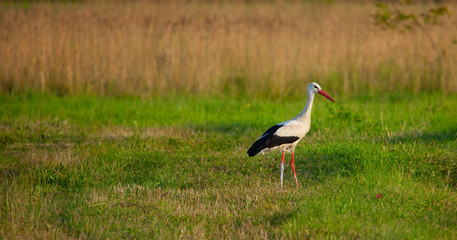 Obraz na płótnie Canvas White stork