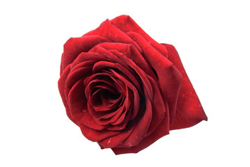 Close up of a red rose - baccara - on white background